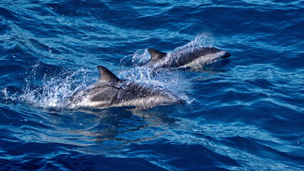 Obraz premium Dusky dolphins (Lagenorhynchus obscurus) in the Atlantic Ocean, off the coast of the Falkland Islands
