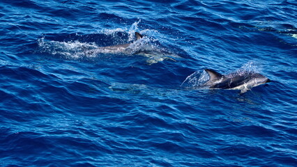 Fototapeta premium Dusky dolphins (Lagenorhynchus obscurus) in the Atlantic Ocean, off the coast of the Falkland Islands