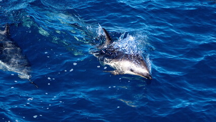 Obraz premium Dusky dolphin (Lagenorhynchus obscurus) in the Atlantic Ocean, off the coast of the Falkland Islands