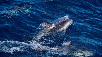 Naklejka premium Dusky dolphin (Lagenorhynchus obscurus) in the Atlantic Ocean, off the coast of the Falkland Islands