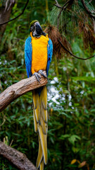 blue and yellow macaw