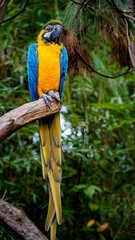 Obraz premium blue and yellow macaw