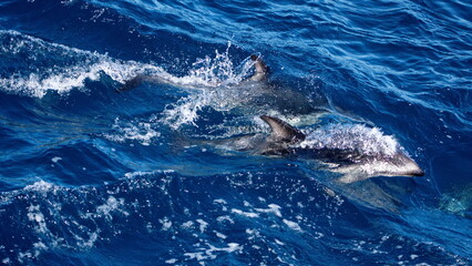 Fototapeta premium Dusky dolphins (Lagenorhynchus obscurus) in the Atlantic Ocean, off the coast of the Falkland Islands