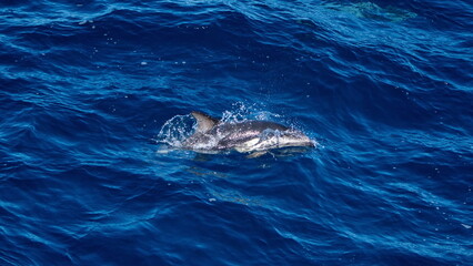 Dusky dolphin (Lagenorhynchus obscurus) in the Atlantic Ocean, off the coast of the Falkland Islands © Angela