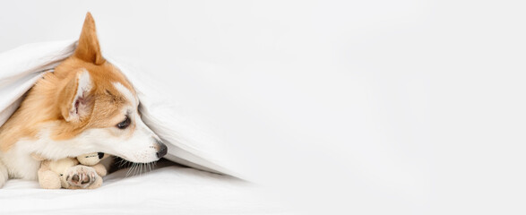 Corgi puppy lying on a bed under a blanket with a plush bear hugging and looking at the camera