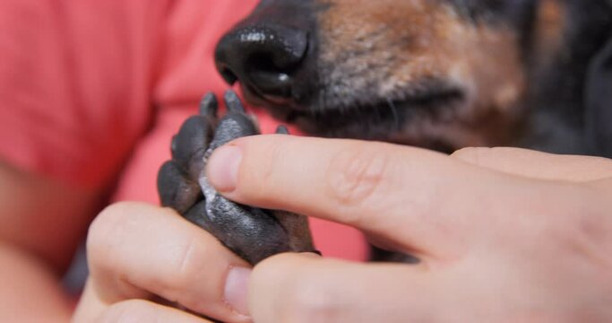 Person takes care of dachshund dog and applies ointment on wound in paw. Owner cures domestic pet with necessary medical treatment closeup