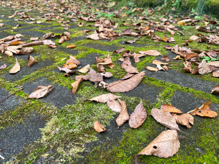 路上の落ち葉