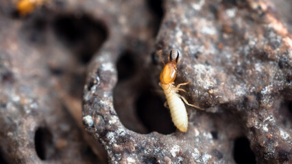 Termites walking on the scraps of wood they eat.
