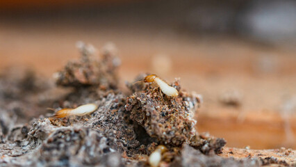 Termites walking on the scraps of wood they eat.