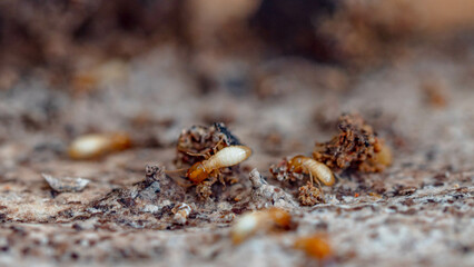 Termites walking on the scraps of wood they eat.