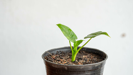 small tree in a pot (yellow spotted elephant)