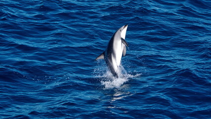 Dusky dolphin (Lagenorhynchus obscurus) jumping in the Atlantic Ocean, off the coast of the...