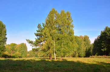 Naklejka premium Forest park in early autumn