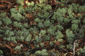 green moss 
