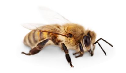 Foto auf Acrylglas Biene Bee isolated on the white background