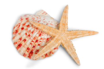 Starfish and shell isolated on a white background