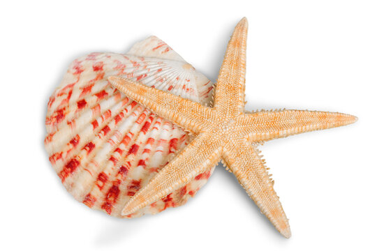 Starfish and shell isolated on a white background