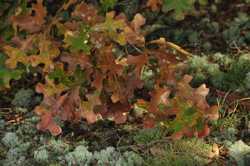 oak leaves in the fall