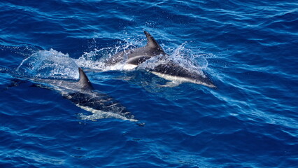 Naklejka premium Dusky dolphins (Lagenorhynchus obscurus) in the Atlantic Ocean, off the coast of the Falkland Islands