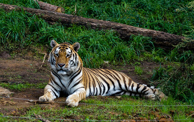 Fototapeta na wymiar tiger in the wild