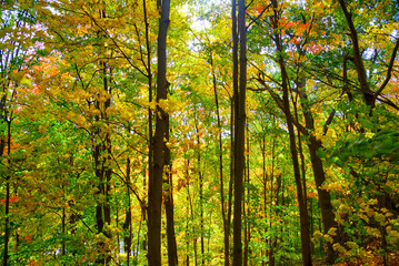 Fototapeta na wymiar Autumn leaf colour in the forest