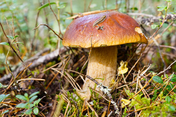 Beautiful boletus edulis mushroom in forest. Old magic forest mushrooms background. White mushroom in sunny day.