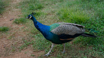 Fototapeta premium peacock in the park