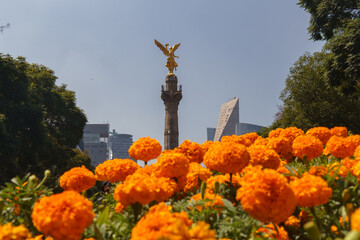 Mexico City  view of the Angel of Independence on the famous Reforma Avenue full of beautiful...