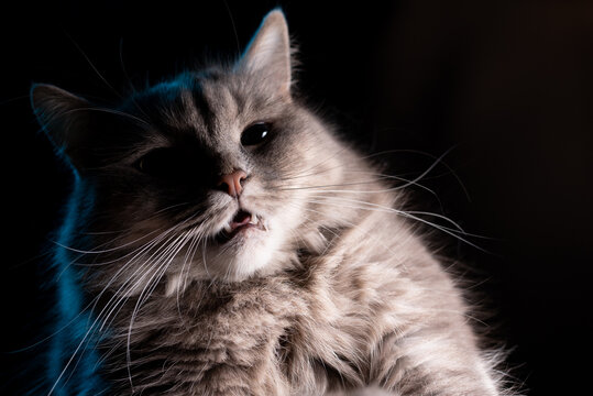 Portrait of an adorable cat on an isolated black background. The cat looks up, a little scared, grimaces