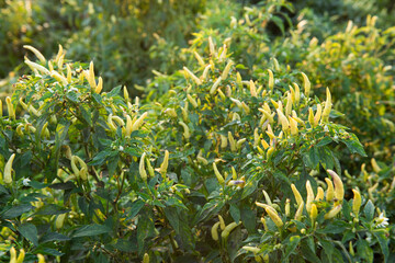 Fototapeta na wymiar green chilli pepper or pickled pepper ready to harvest on plant in garden