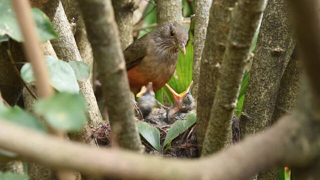 Red-bellied thrush birds parents feeding their young in the nest