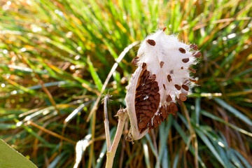 Milkweed Seedpod Fluff 02