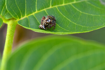 Green Leaf Spider 03