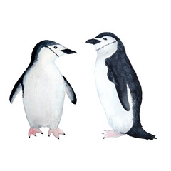 Waterocolor hand drawn illustration with arctic pole penguins on ice. Antarctina marine sea ocean anmals migration birds cute nursery design background on white isolated. Water adelie emperor species.