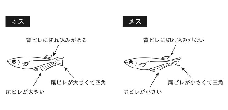 オスとメスのメダカ　イラストセット 