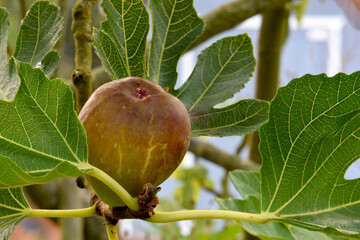 Fig with Green Leaf 01