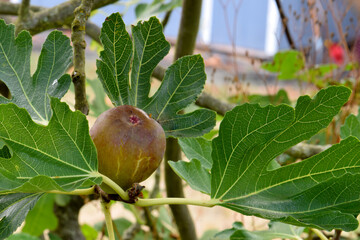 Fig with Green Leaf 02
