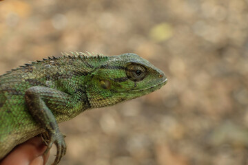 Close-up of bright green chameleon head isolated on blurred background