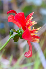 Dahlia Flower Profile 01