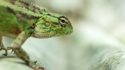 Close-up of bright green chameleon head isolated on blurred background