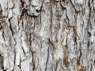 bark of tree