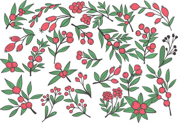 Hand drawn Christmas flower line Art