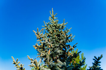 A blue coniferous tree on a sunny day. September. Blue clear sky. Filmed in the Far Eastern region of Russia. 