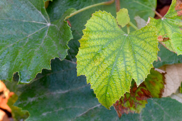 Autumn Green Grape Leaf 02