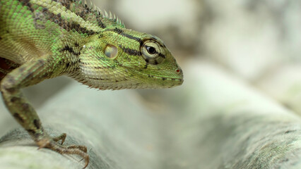 Close-up of bright green chameleon head isolated on blurred background