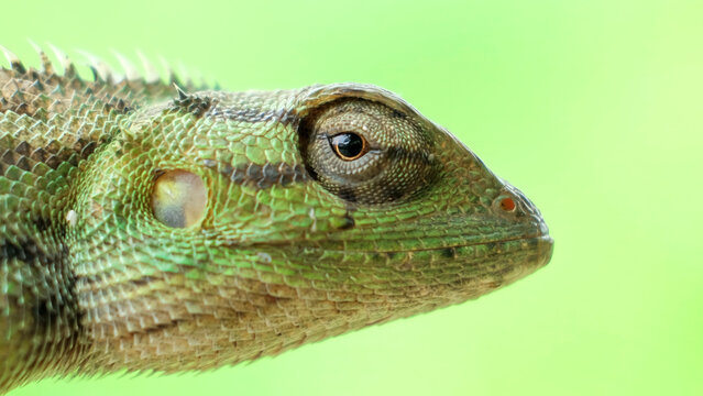 Close-up of bright green chameleon head isolated on blurred background