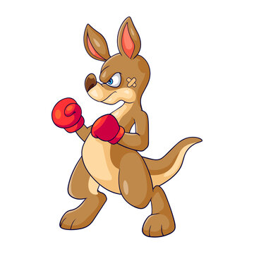 Angry Kangaroo boxing isolated on white background