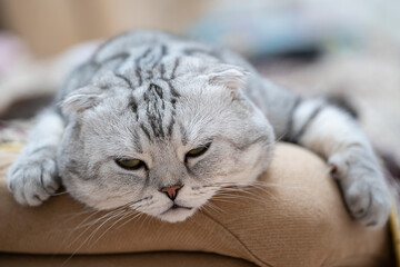 Scottish fold cat with green eyes and gray merle coat. The cat lies on the sofa and falls asleep.
