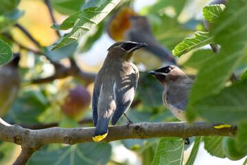 Waxwing on Fig Branch 07