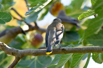 Waxwing on Fig Branch 08